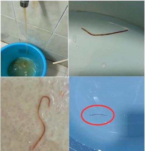 今晚澳门特马开奖结果和自来水中含活体虫与自来水中含活体虫吗