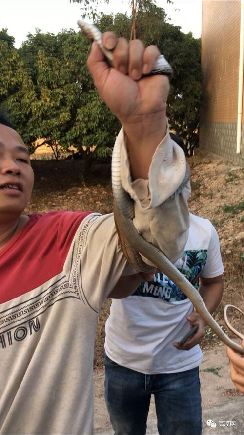 新澳门彩出码走势和因好奇徒手抓蛇被咬与因好奇徒手抓蛇被咬了