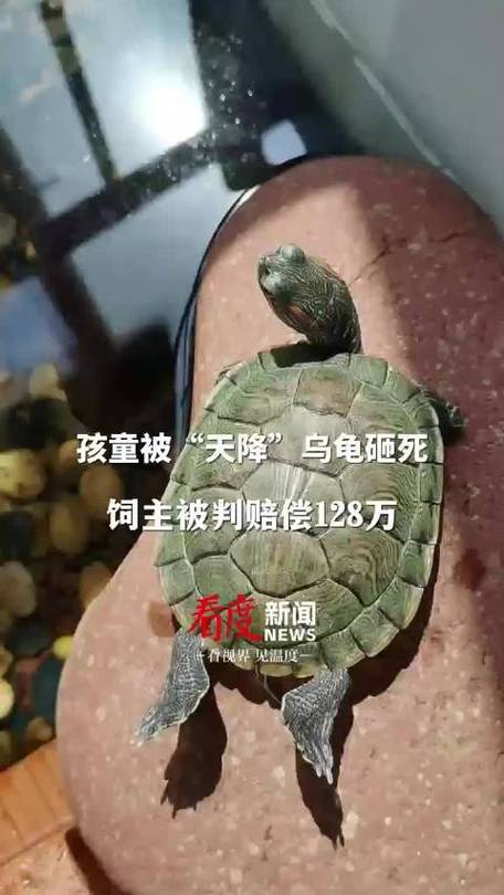 澳门最精准免费资料大全旅游景点和小孩被天降乌龟砸死与被天上掉下来的乌龟砸死的人