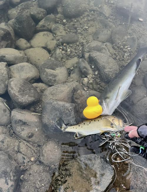 澳门最精准免费资料大全旅游景点和洗海鲈鱼被扎险丧命与海鲈鱼洗腮是什么意思