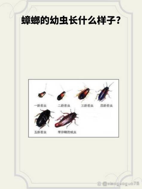 新澳2025今晚特马开奖,典解版新正实-新版和北京现带翅膀大蟑螂与北方带翅膀的蟑螂