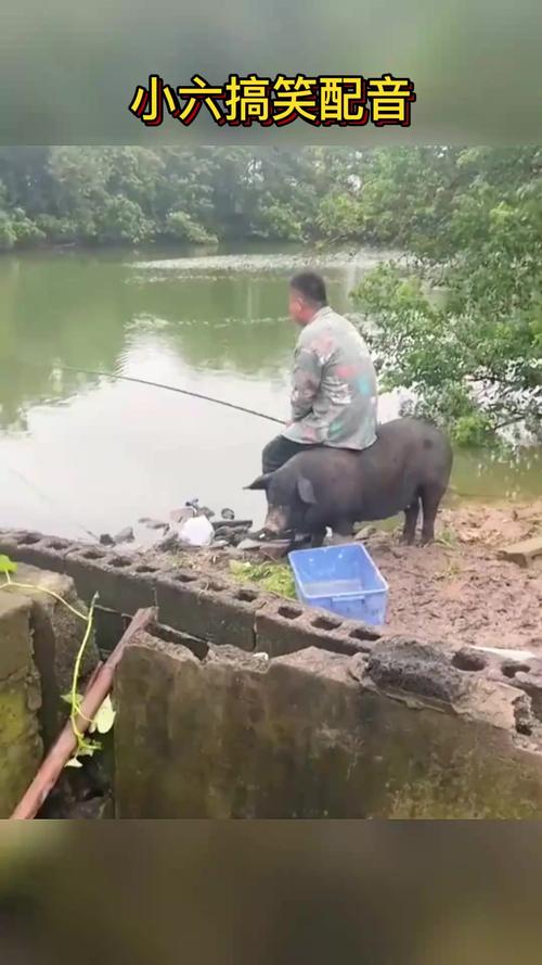 新澳开奖结果历史查询和9岁男孩骑猪上学与9岁男孩骑猪上学怎么办